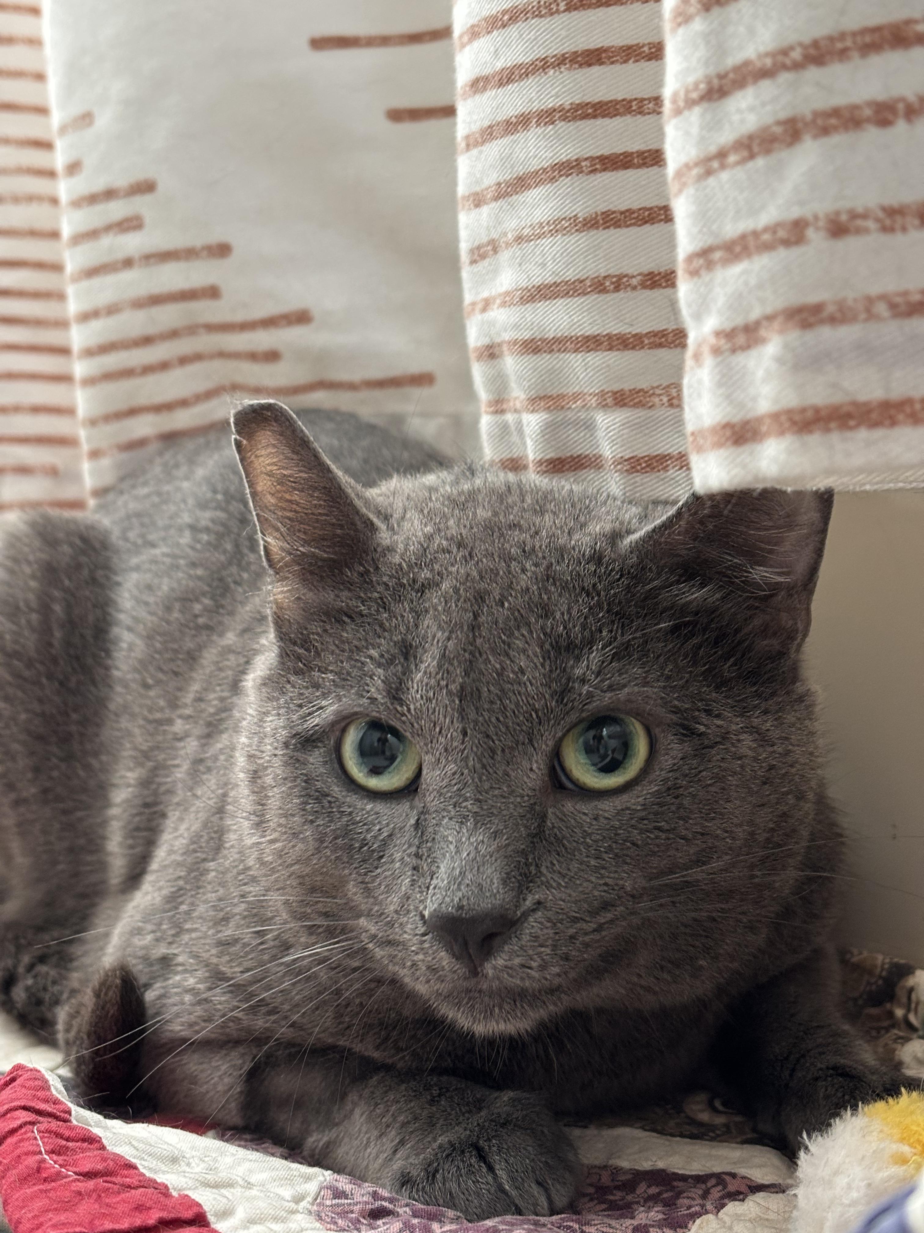 Enlarge Marty McFly, an adopted Domestic Short Hair in Groveland, MA image 5/6