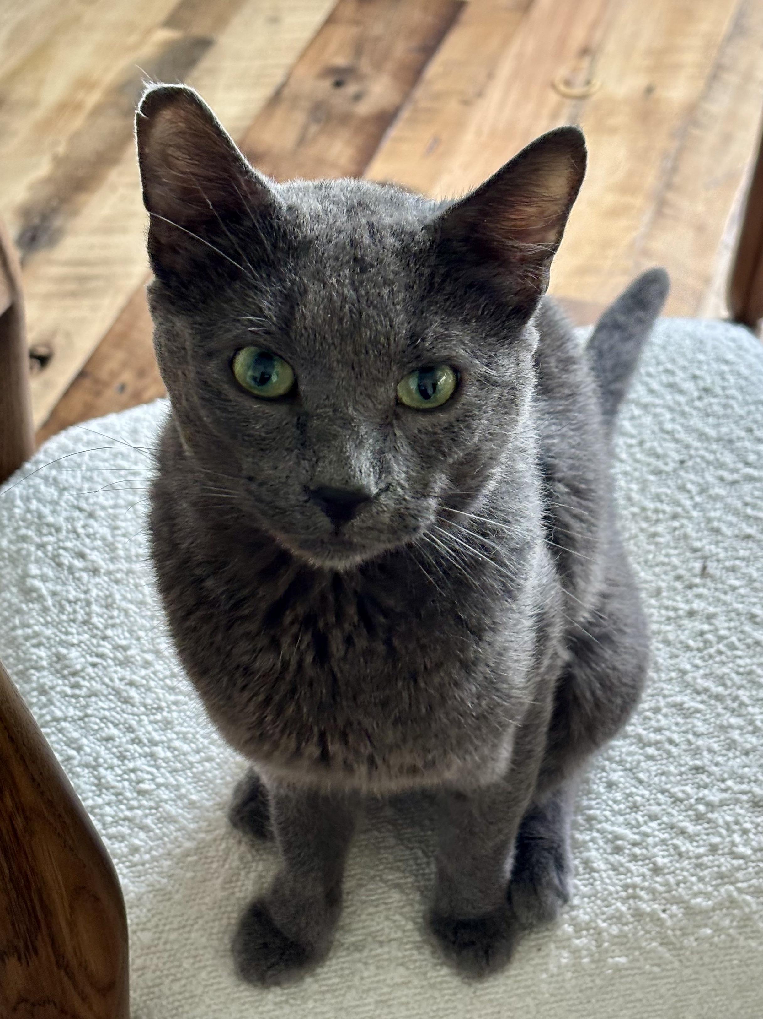 Enlarge Marty McFly, an adopted Domestic Short Hair in Groveland, MA image 2/6