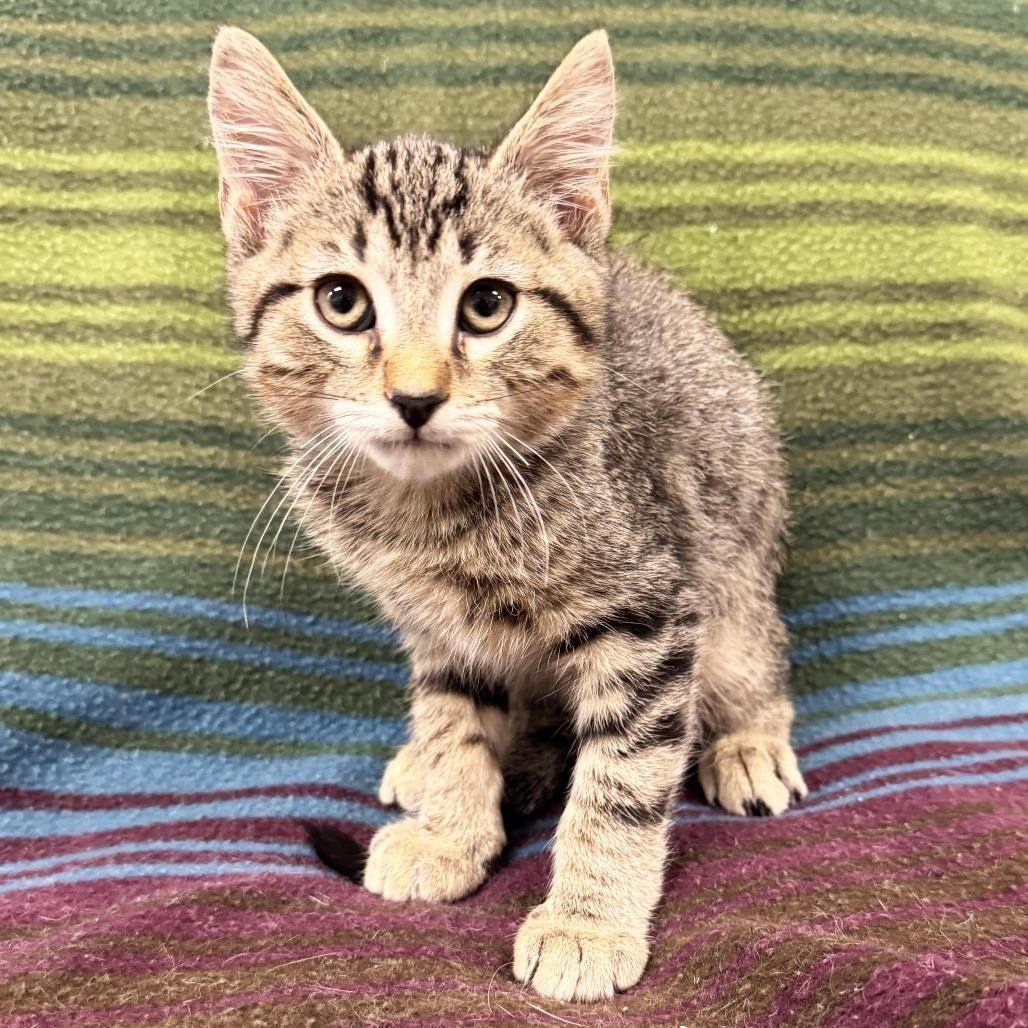 Porthos, a Adoptable Domestic Short Hair in Mount Juliet, TN image 1/2