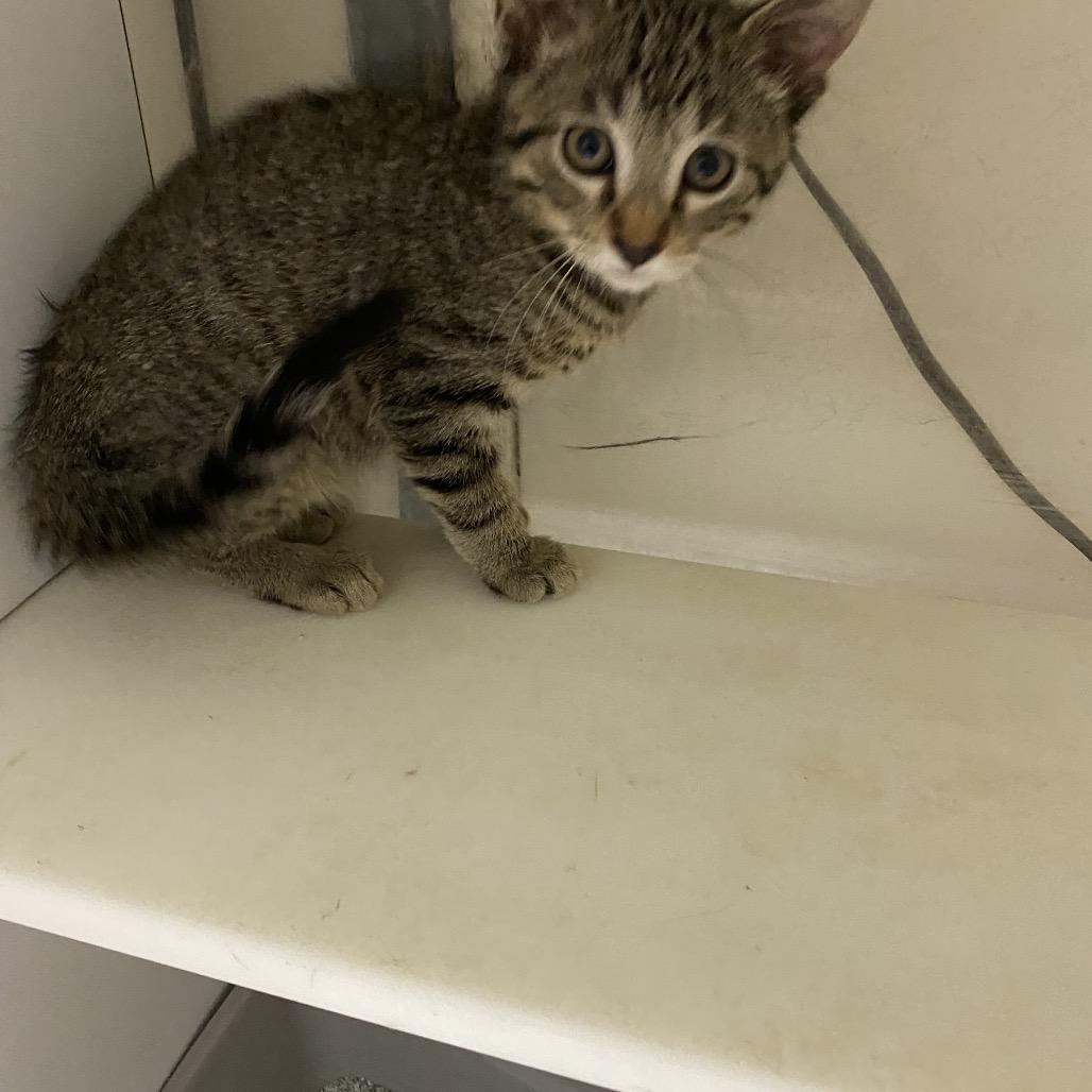 Porthos, a Adoptable Domestic Short Hair in Mount Juliet, TN image 2/2