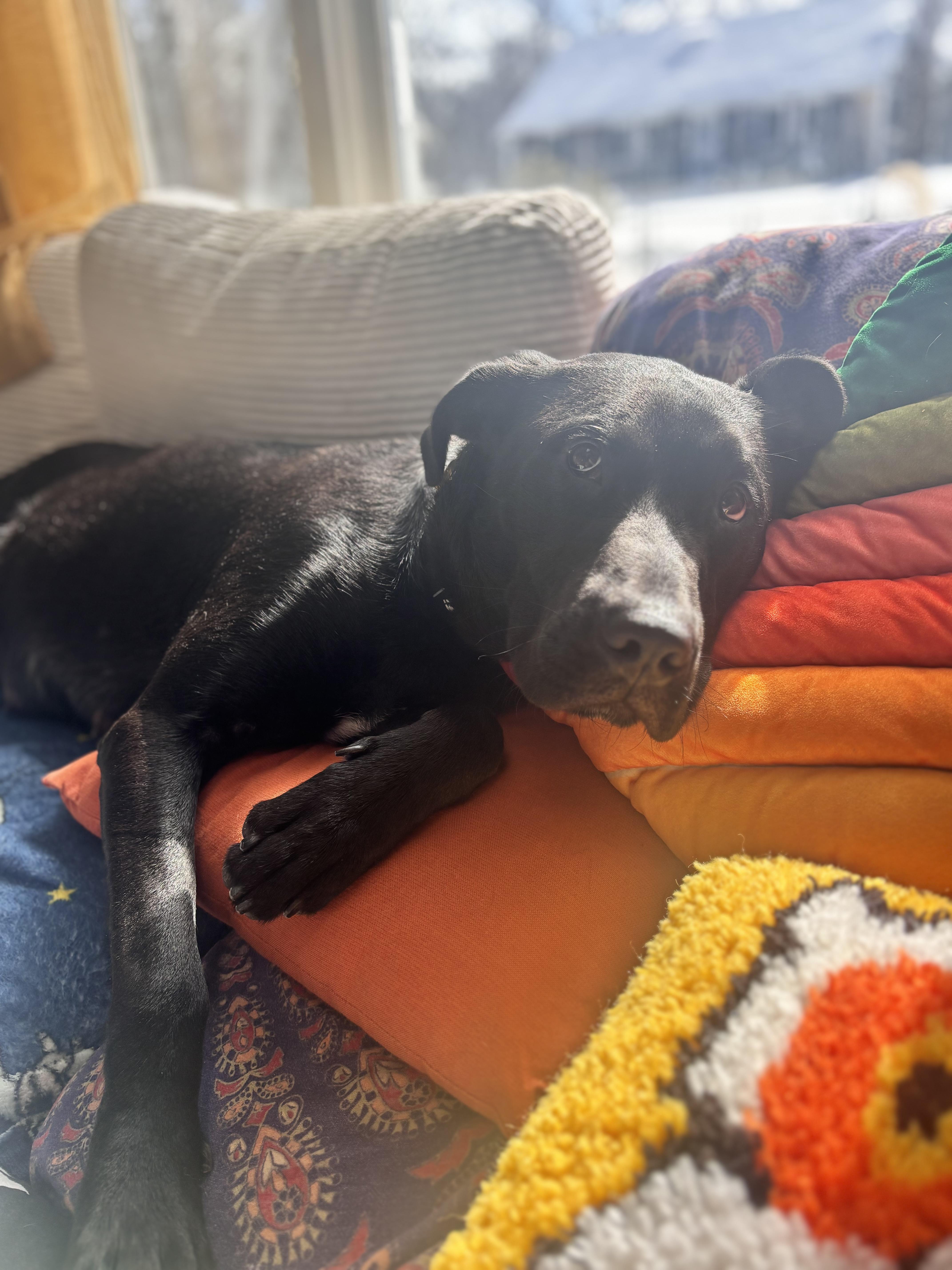 Enlarge Ella Mae Momma Skates - Local Lady, a ADOPTABLE mixed breed in Andover, MA image 6/6