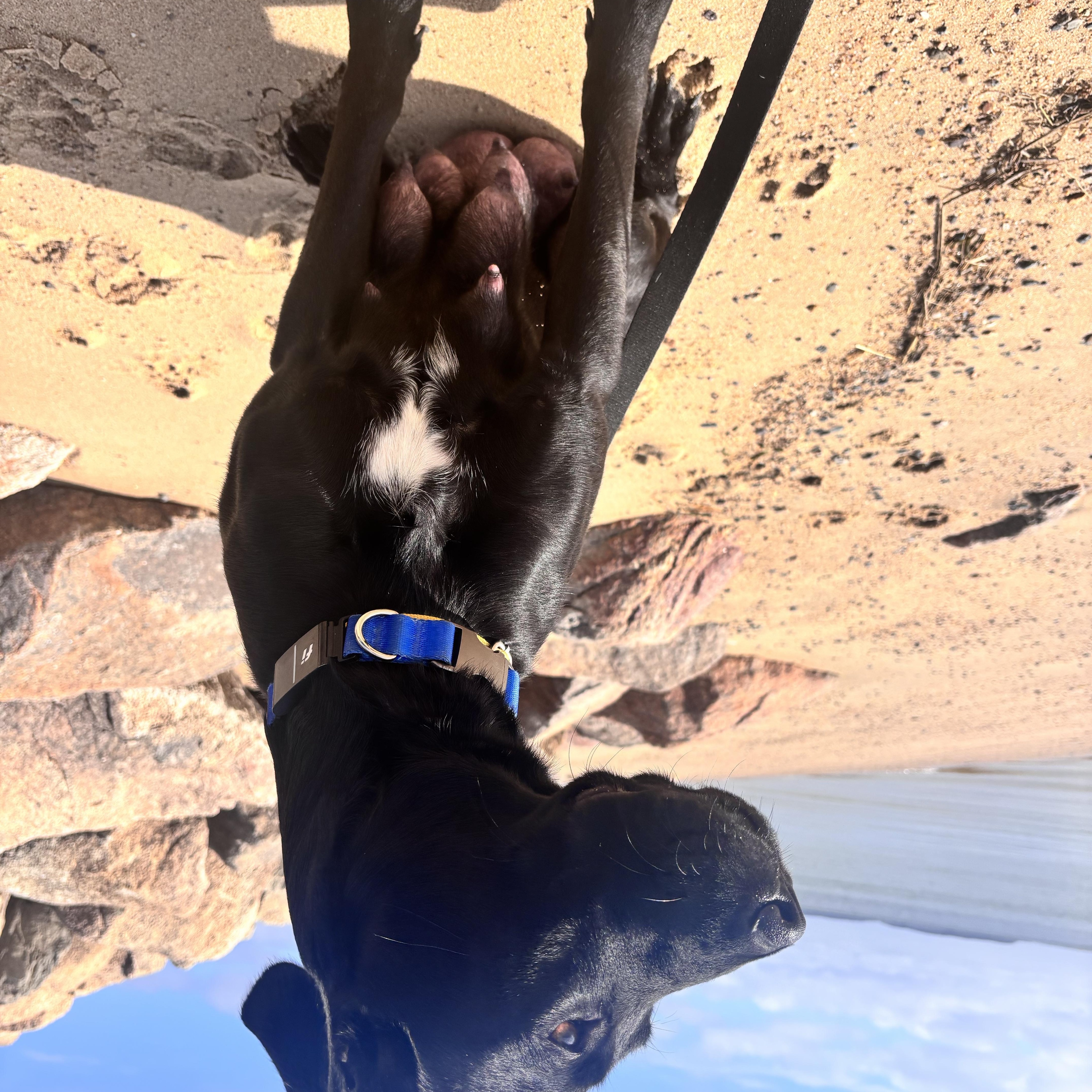 Enlarge Ella Mae Momma Skates - Local Lady, a ADOPTABLE mixed breed in Andover, MA image 5/6