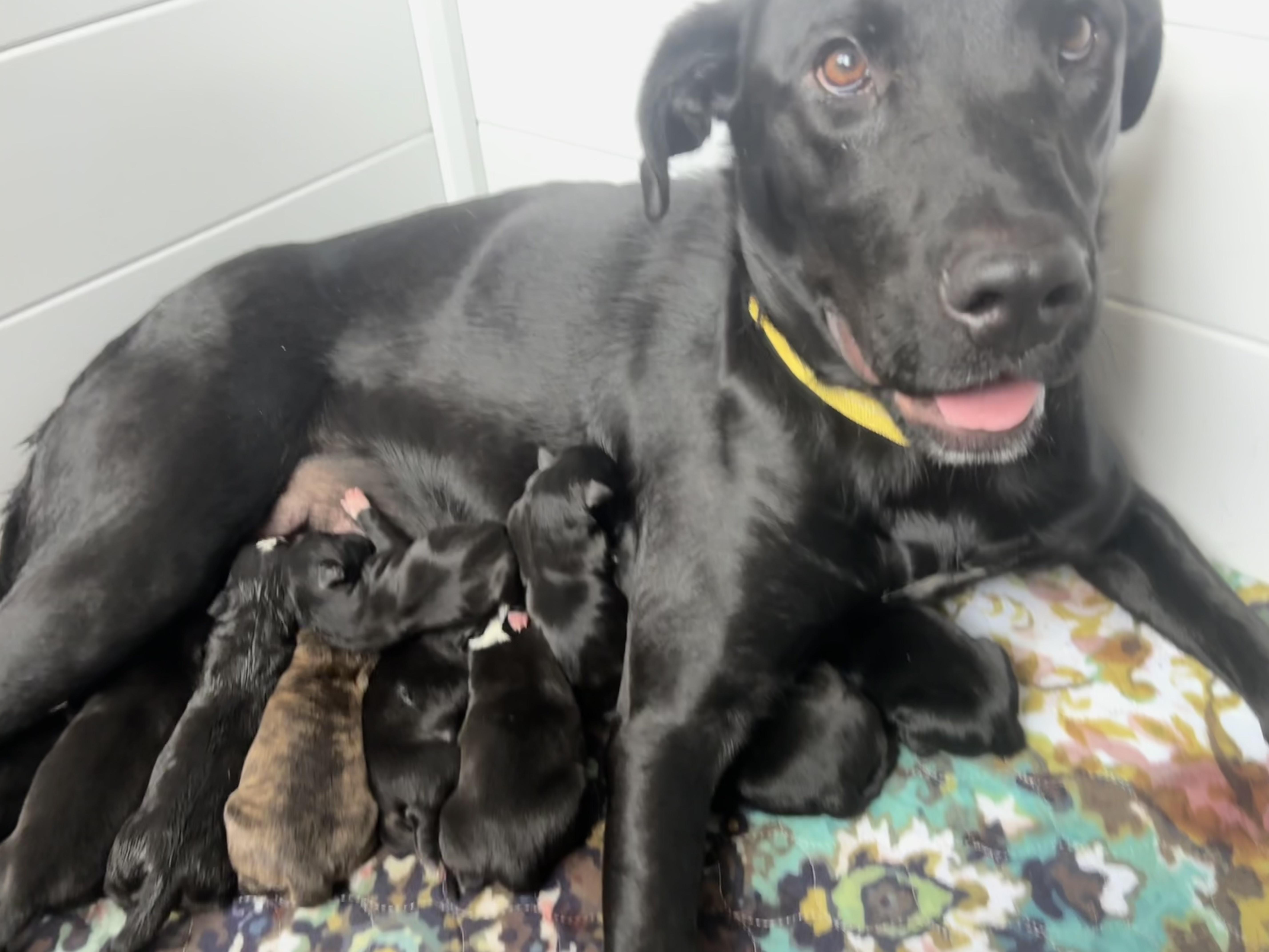 Enlarge Ella Mae Momma Skates - Local Lady, a ADOPTABLE mixed breed in Andover, MA image 3/6