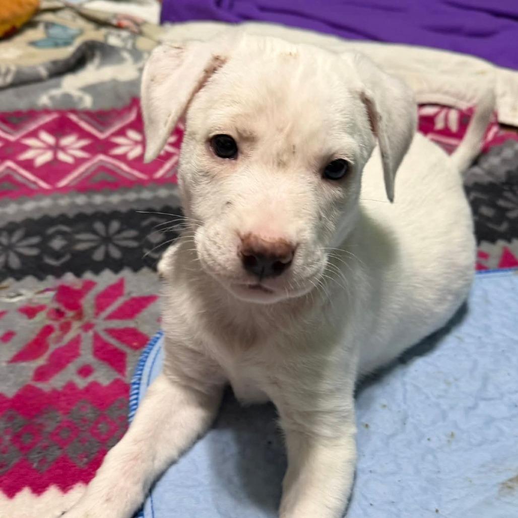 Enlarge Vanessa, a Adoptable mixed breed in Spring Hill, KS image 1/4