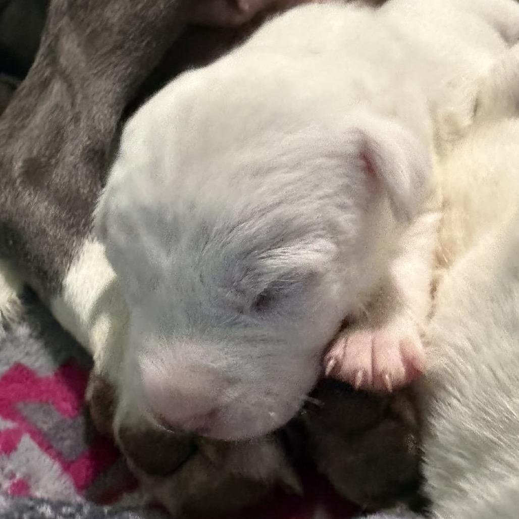 Venessa, Adoptable, Puppy Female Mixed Breed & Pit Bull Terrier.