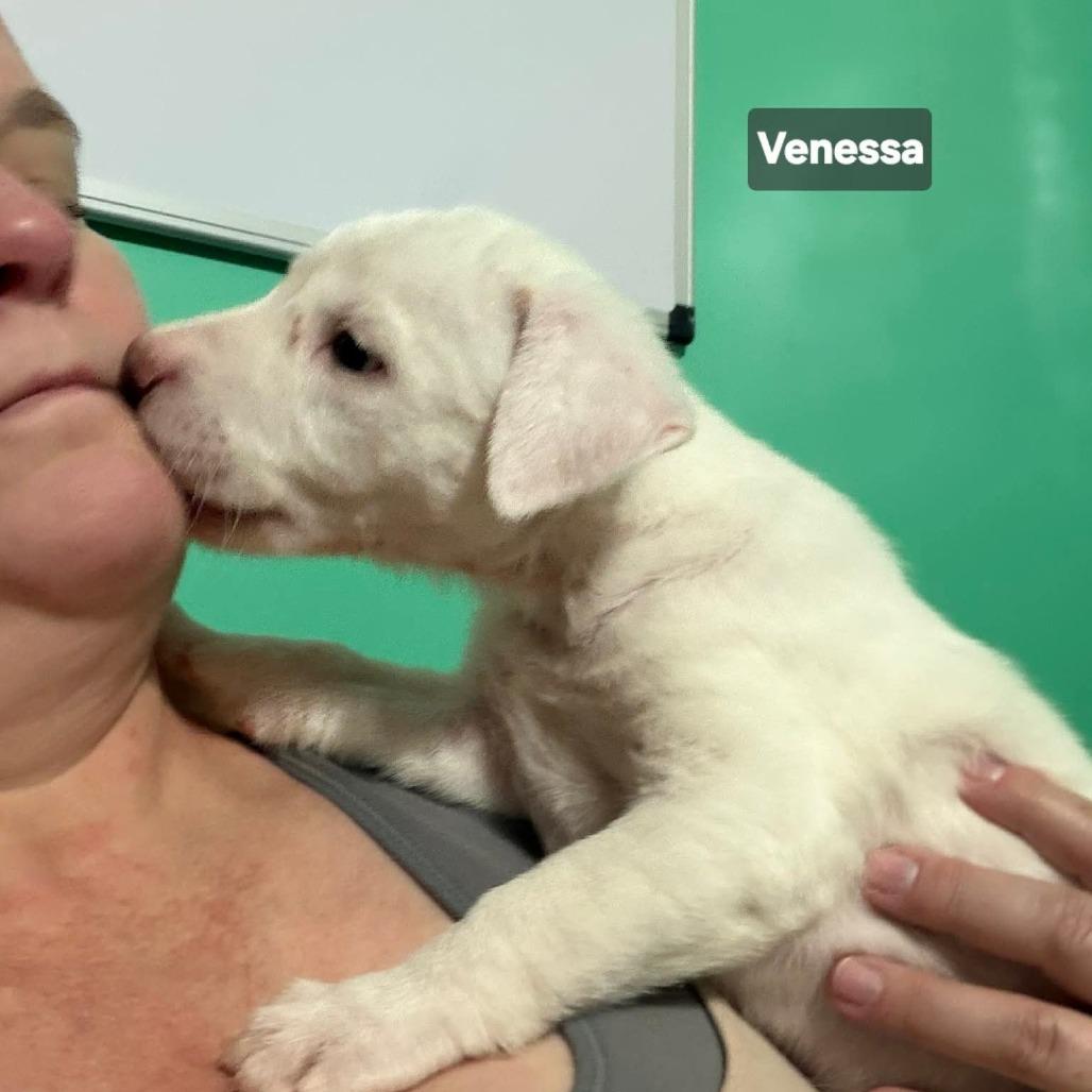 Enlarge Vanessa, a Adoptable mixed breed in Spring Hill, KS image 3/4