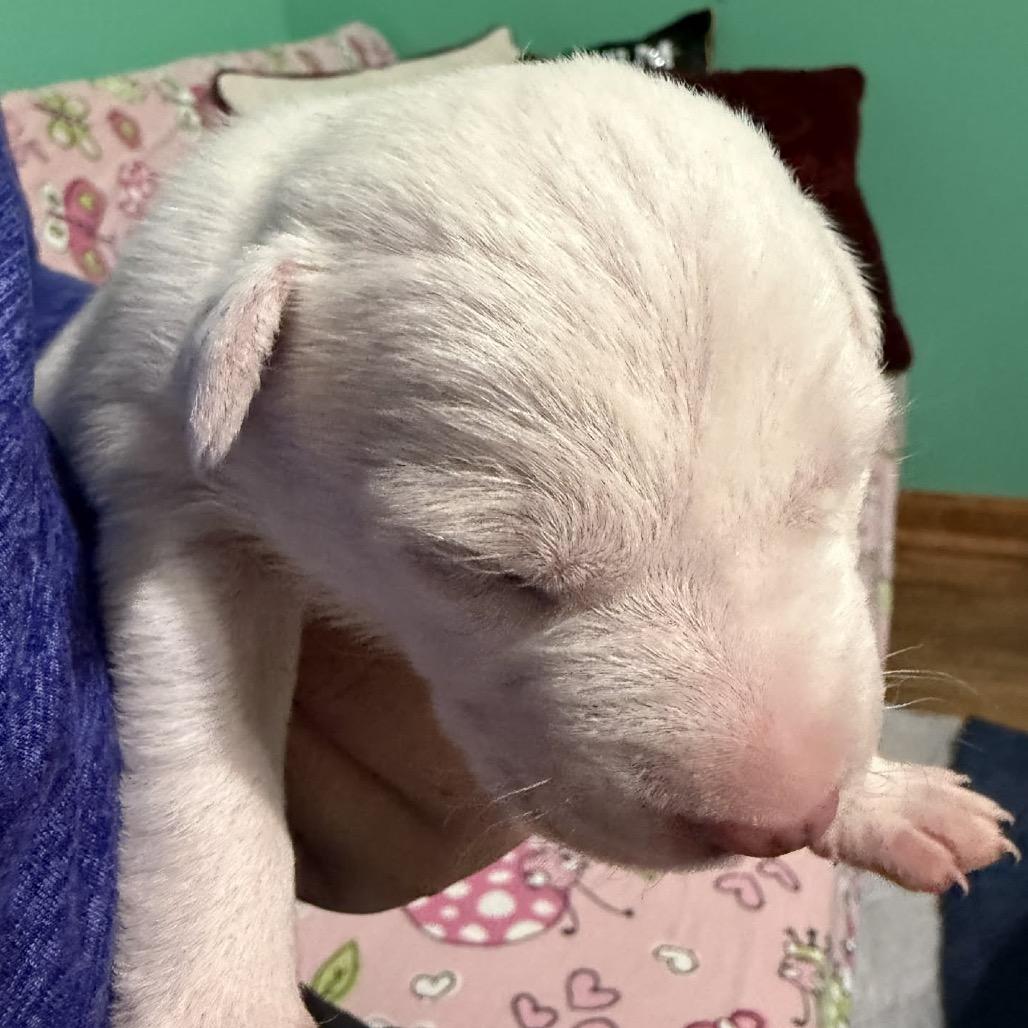 Venessa, a Adoptable mixed breed in Spring Hill, KS image 2/2