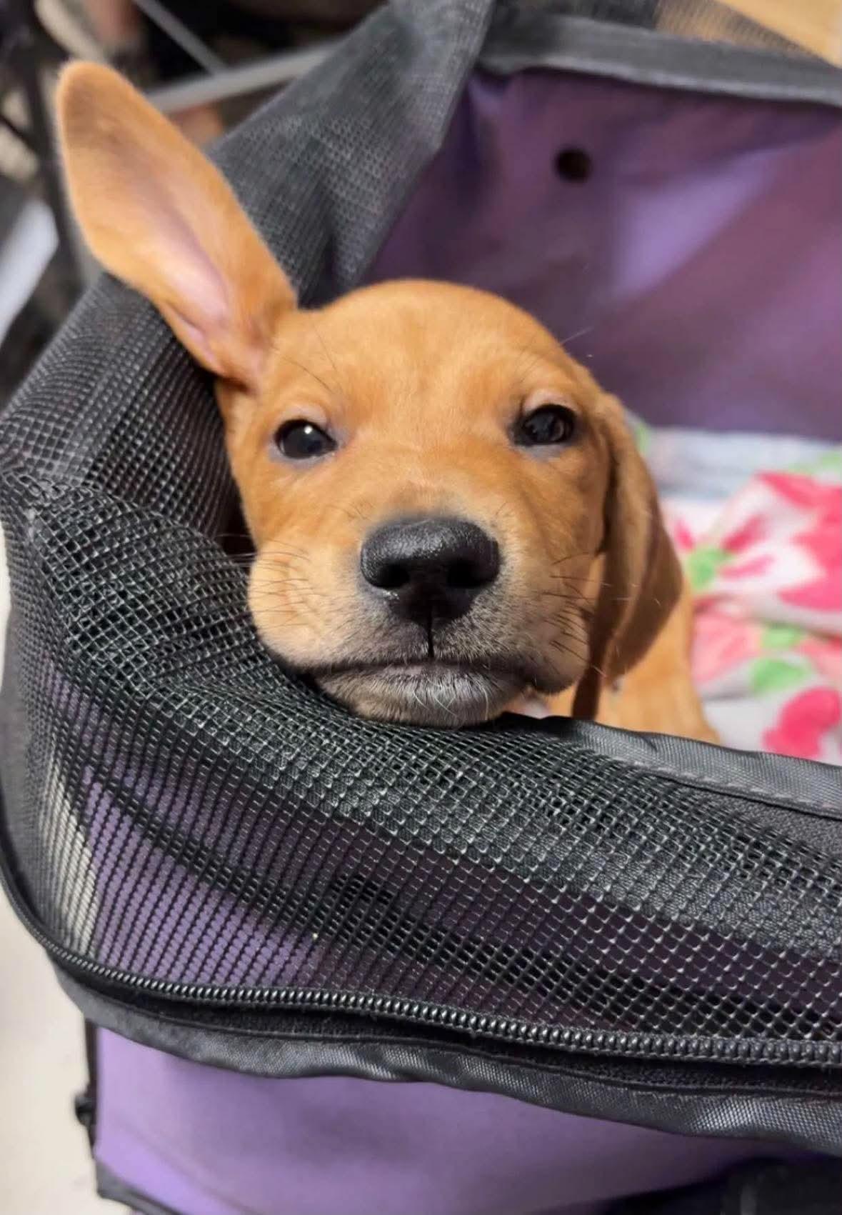 Todd, Adoptable, Puppy Male Basset Hound.