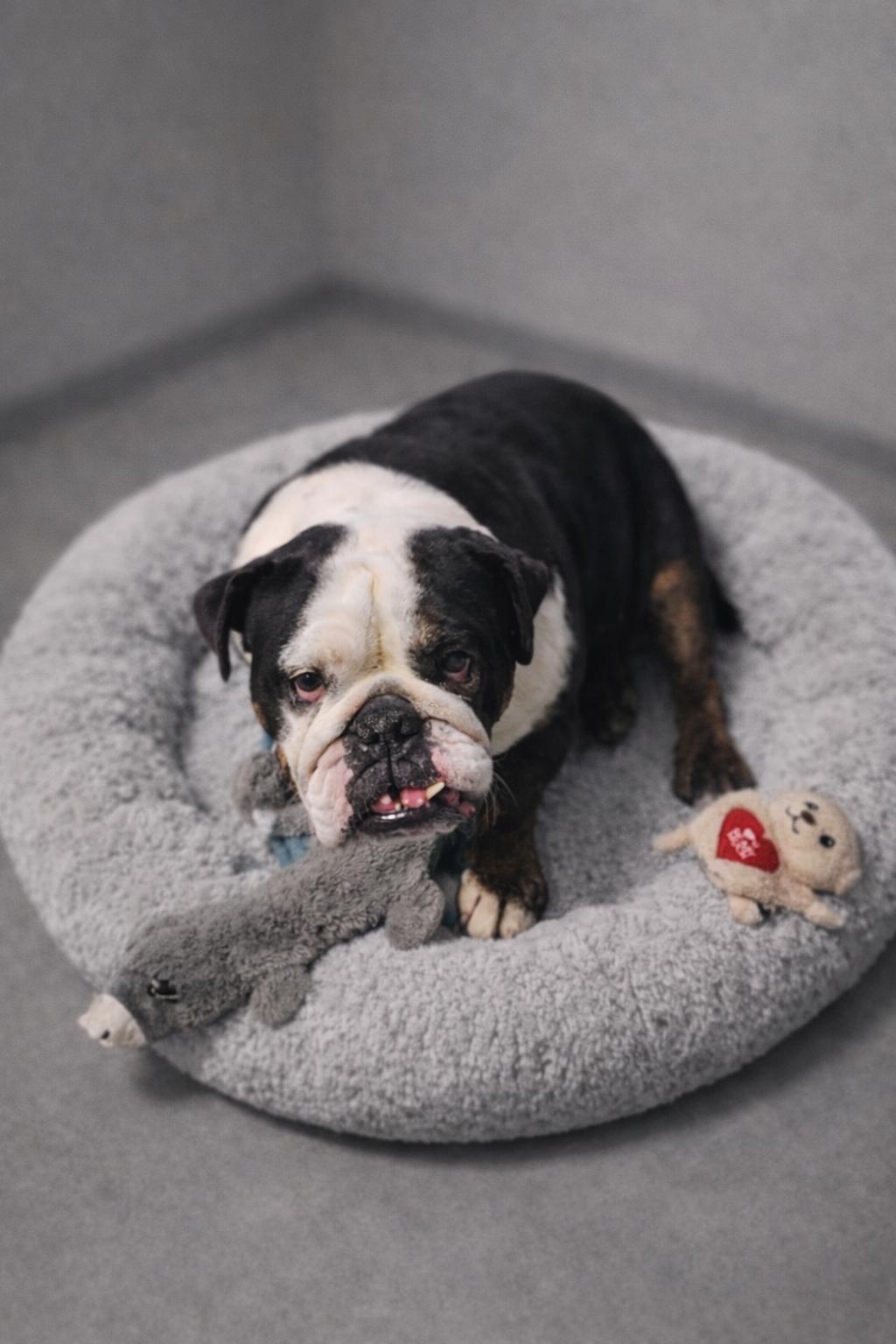 Enlarge Clarice, a ADOPTABLE English Bulldog in Momence, IL image 1/1