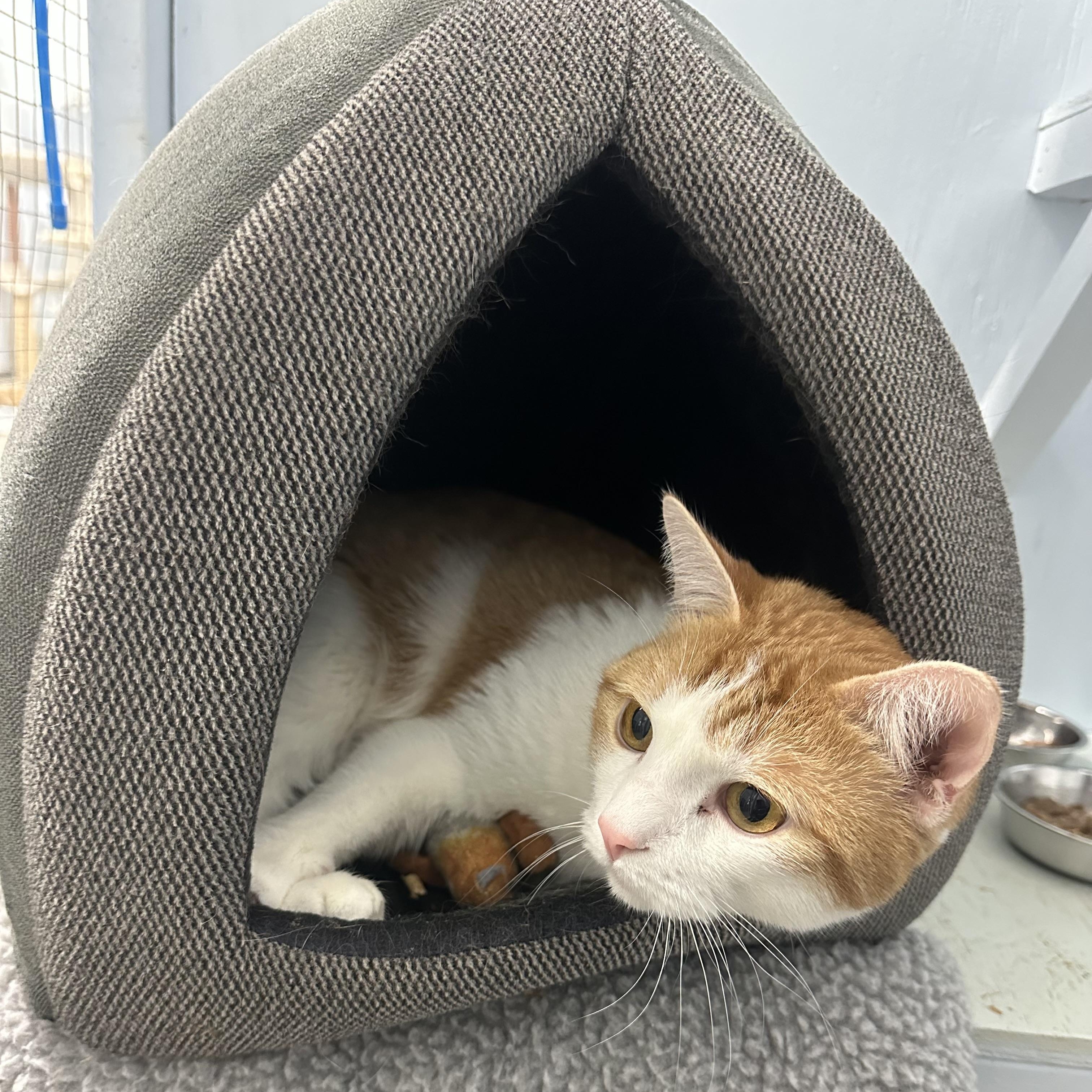 Enlarge Garfield, a Adoptable Domestic Short Hair in Mission, BC image 1/2