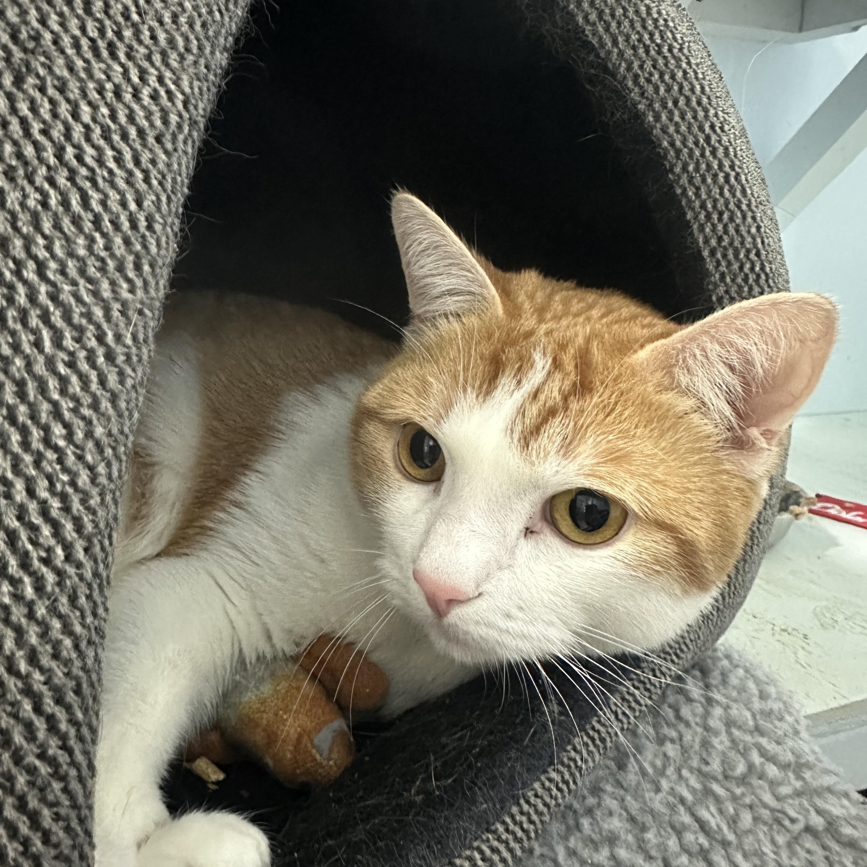 Enlarge Garfield, a Adoptable Domestic Short Hair in Mission, BC image 2/2