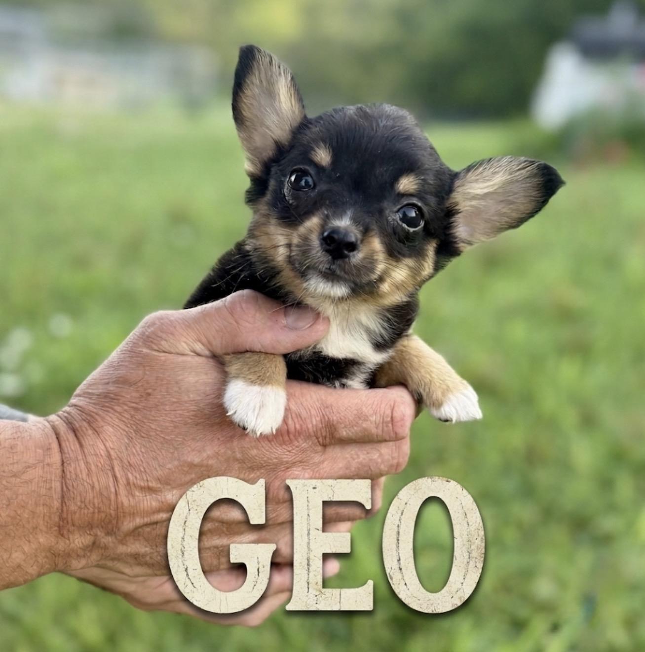 Geo, an adopted mixed breed in Hustisford , WI image 3/3