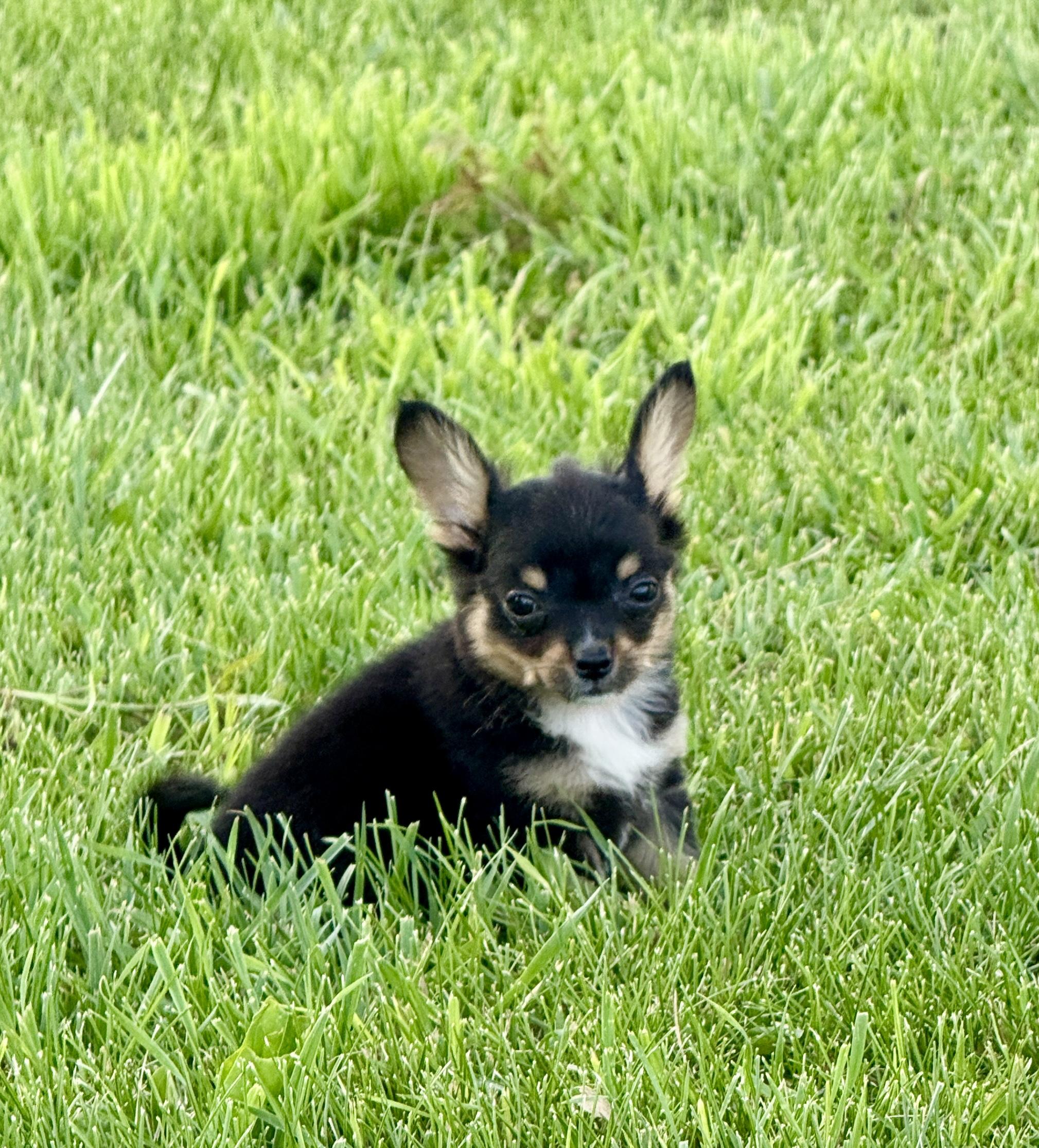 Geo, an adopted mixed breed in Hustisford , WI image 2/3