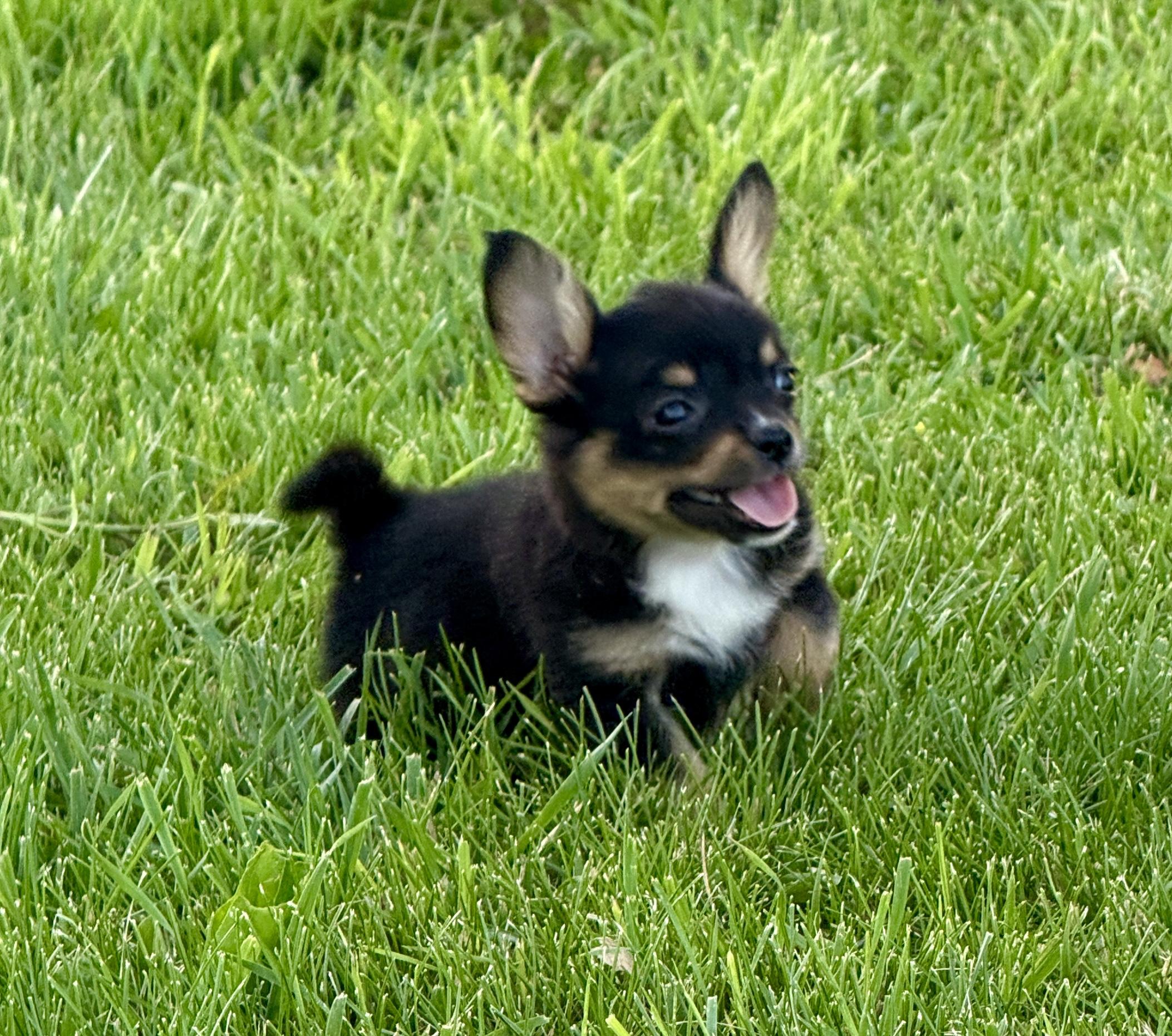 Geo, adopted, Puppy Male Corgi.