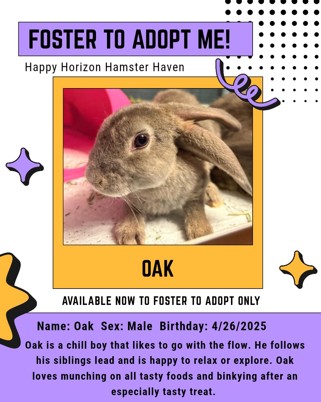 Oak, Baby Male American