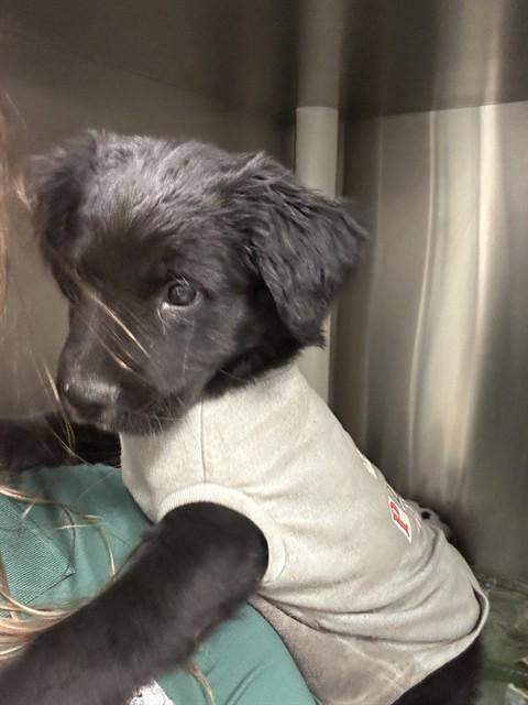 Enlarge Ian A216196, an adopted mixed breed in Plano, TX image 1/1