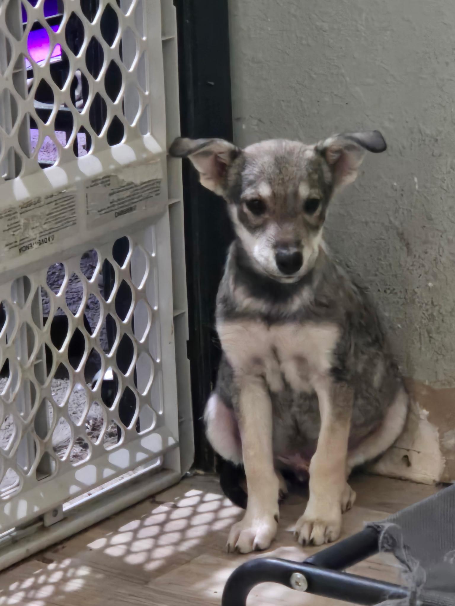 Enlarge Koda (The Koala Litter), a Adopted mixed breed in Lacey, WA image 6/6