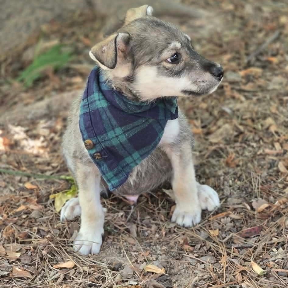 Enlarge Koda (The Koala Litter), a Adopted mixed breed in Lacey, WA image 3/6