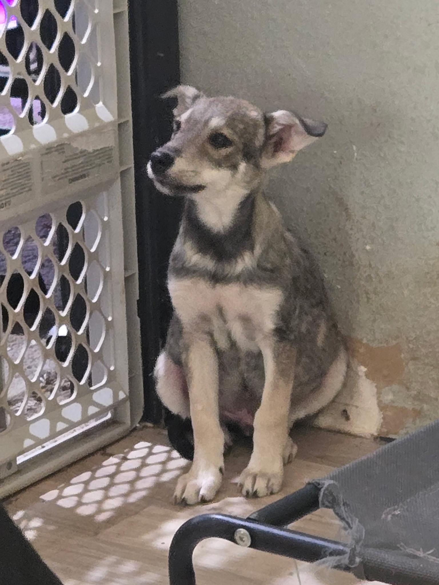 Enlarge Koda (The Koala Litter), a Adopted mixed breed in Lacey, WA image 5/6