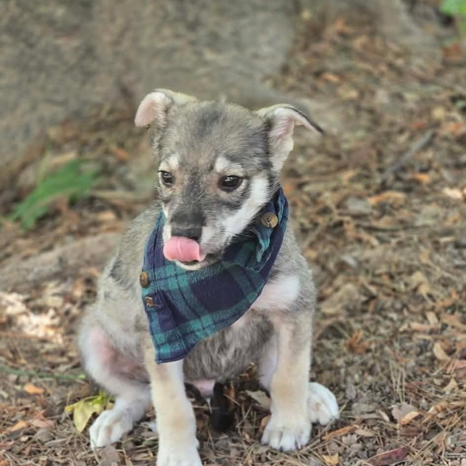 Koda (The Koala Litter), Adopted, Puppy Male Husky & German Shepherd Dog.
