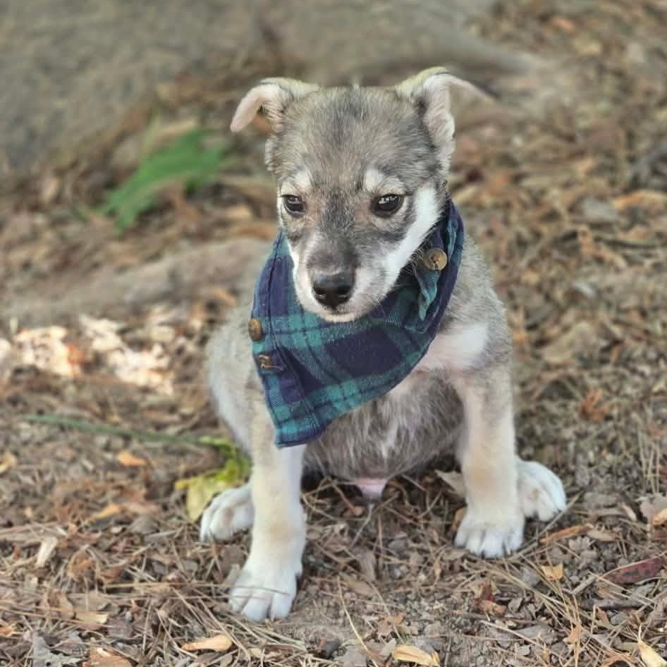 Enlarge Koda (The Koala Litter), a Adopted mixed breed in Lacey, WA image 2/6