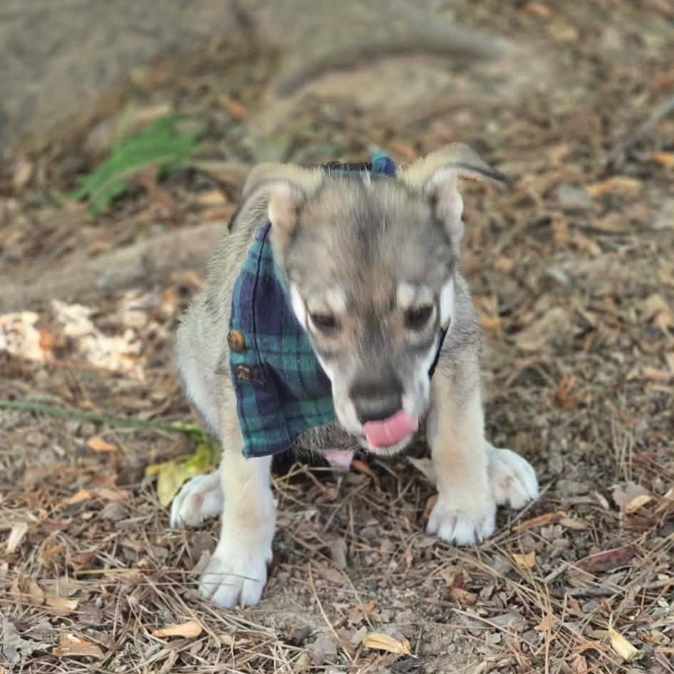 Enlarge Koda (The Koala Litter), a Adopted mixed breed in Lacey, WA image 4/6