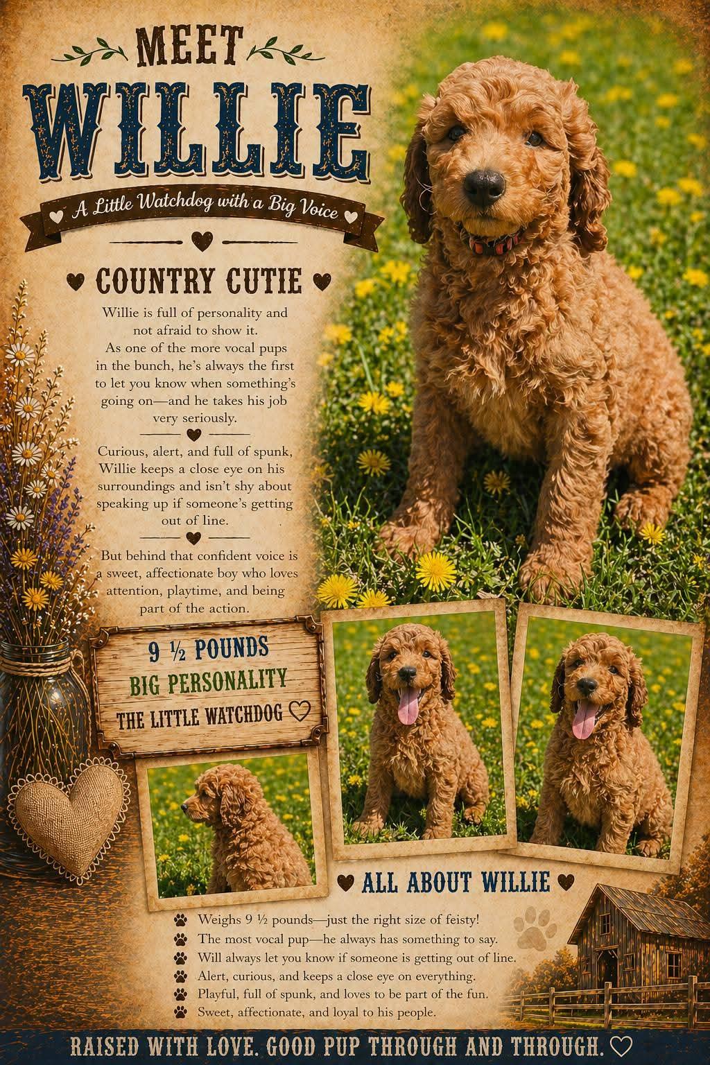 Enlarge WILLIE    $425, an adopted mixed breed in Milwaukee, WI image 2/2