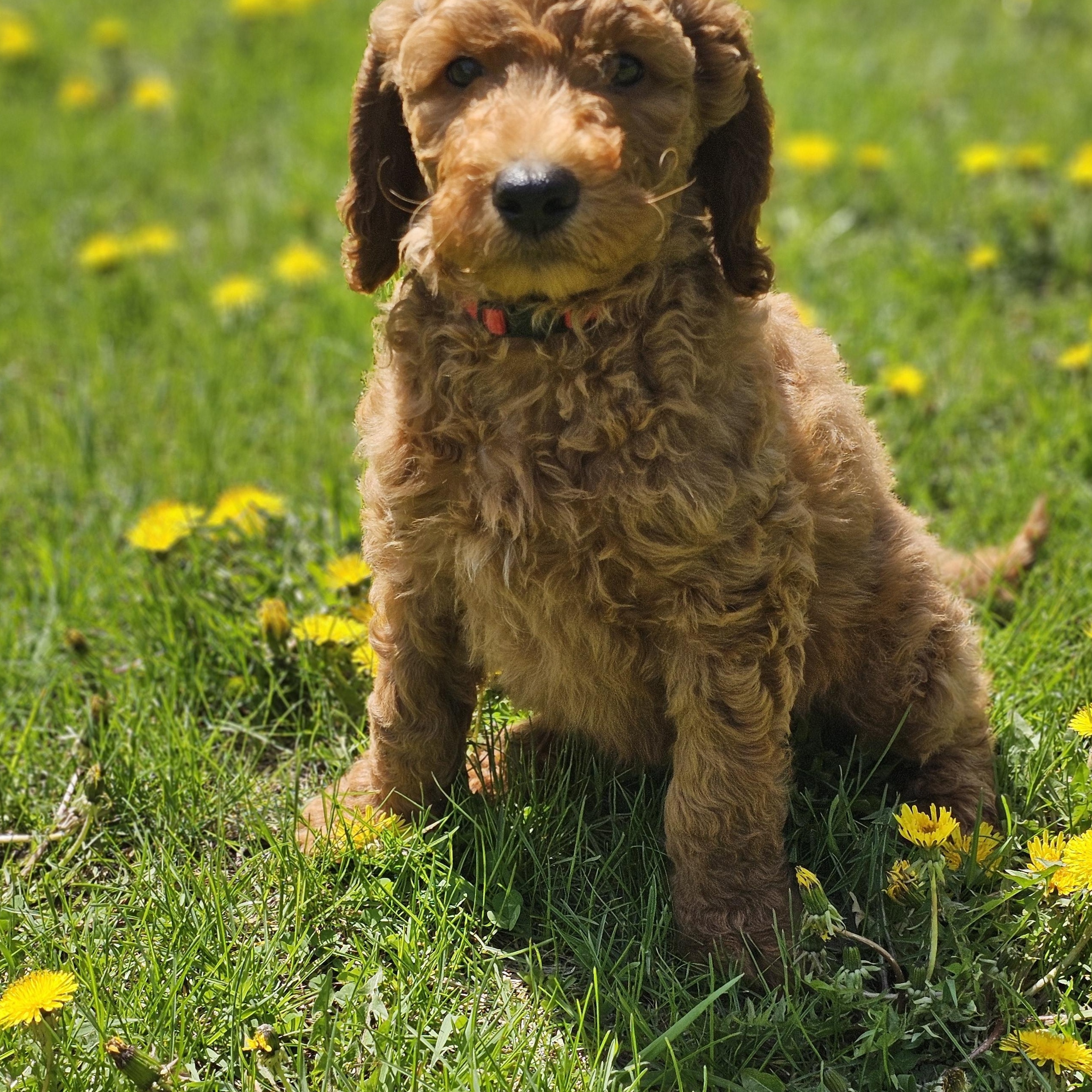 WILLIE    $425, adopted, Puppy Male Irish Setter & Goldendoodle.