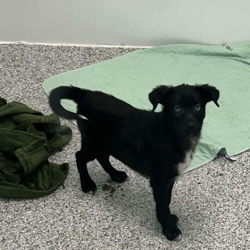 Cove, Adoptable, Puppy Female Mixed Breed.