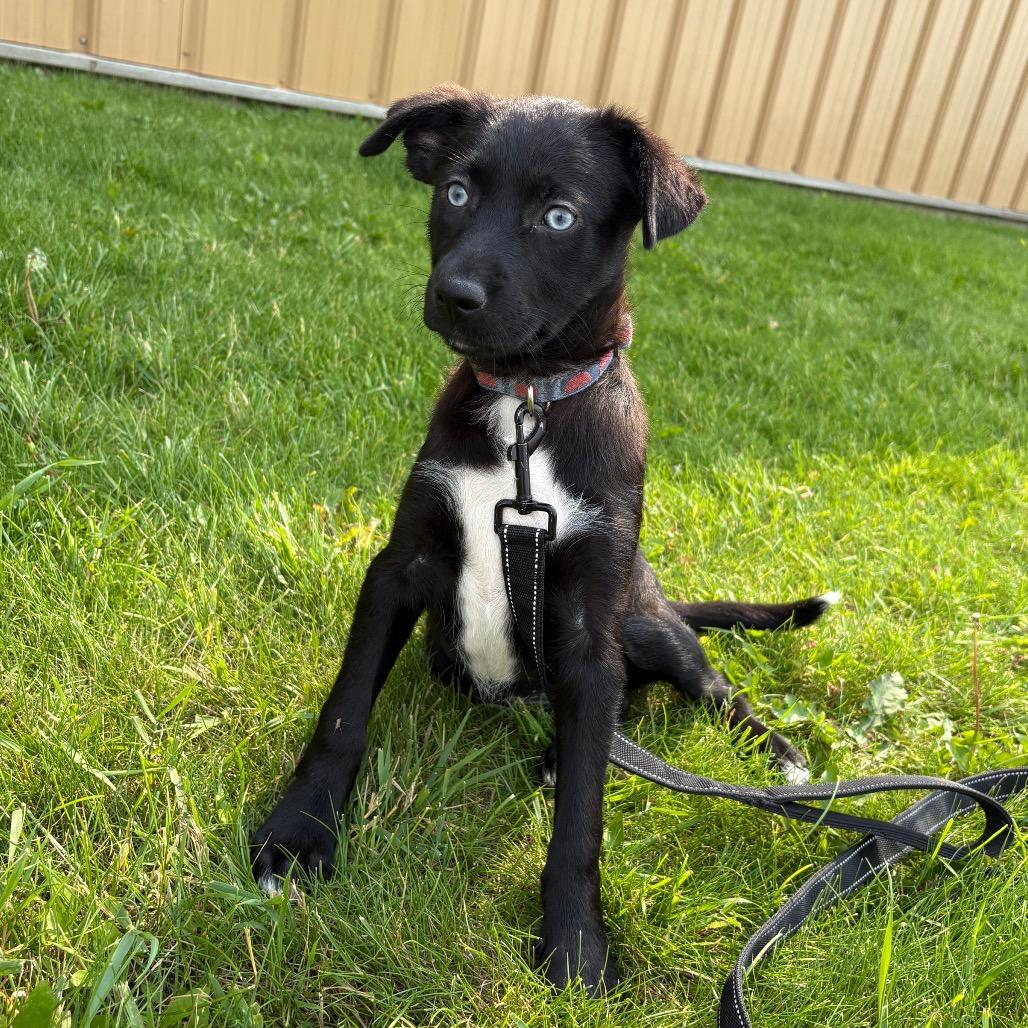 Cove, a Adoptable Mixed Breed in Saskatoon, SK image 2/3