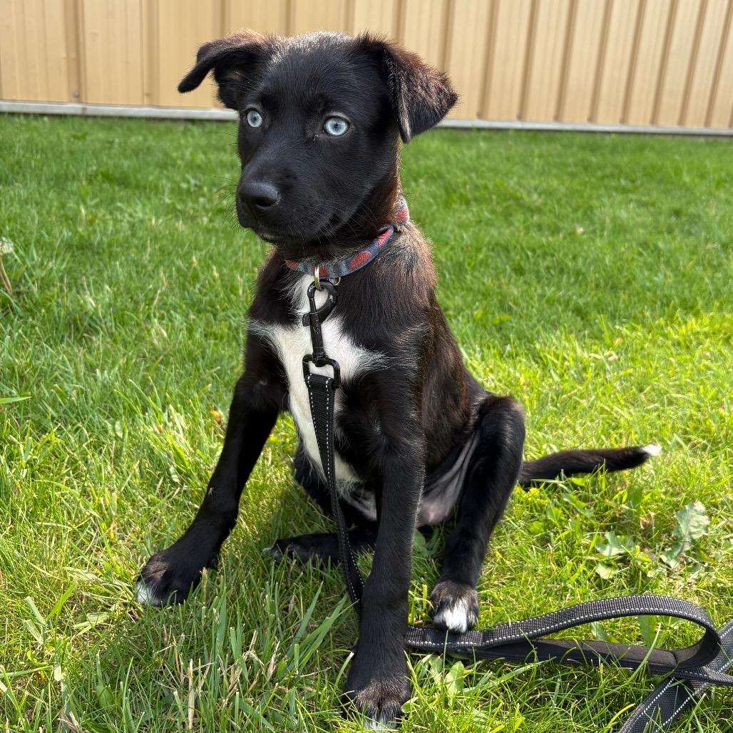 Cove, a Adoptable Mixed Breed in Saskatoon, SK image 3/3