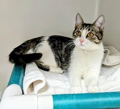 Marilyn, Adoptable, Young Female Domestic Short Hair & Domestic Short Hair.