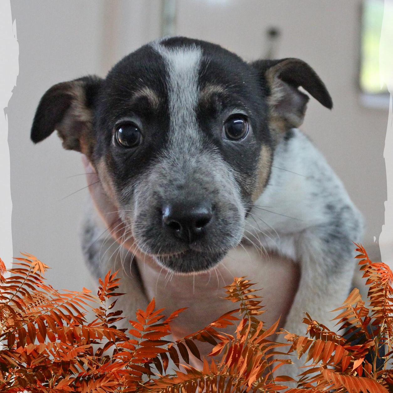 Melanie, a Adoptable mixed breed in Amelia, OH image 2/2