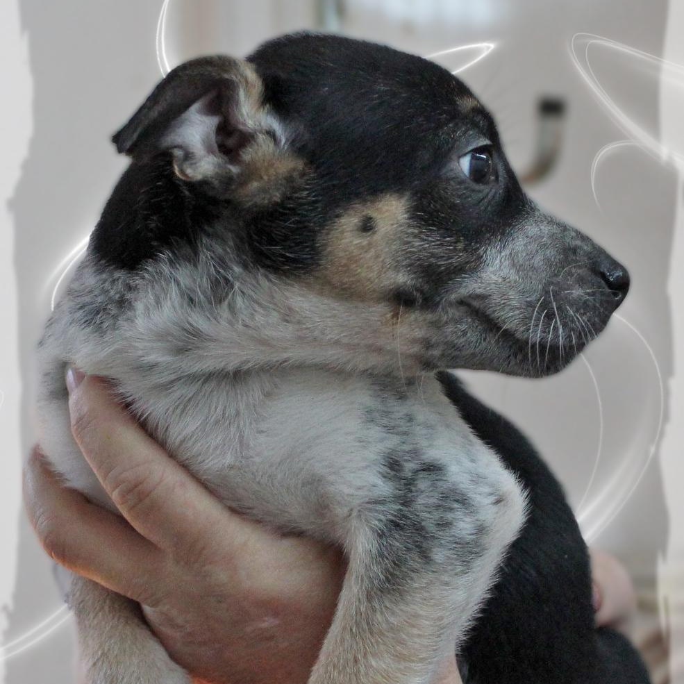 Melanie, Adoptable, Puppy Female Australian Cattle Dog / Blue Heeler & Mixed Breed.