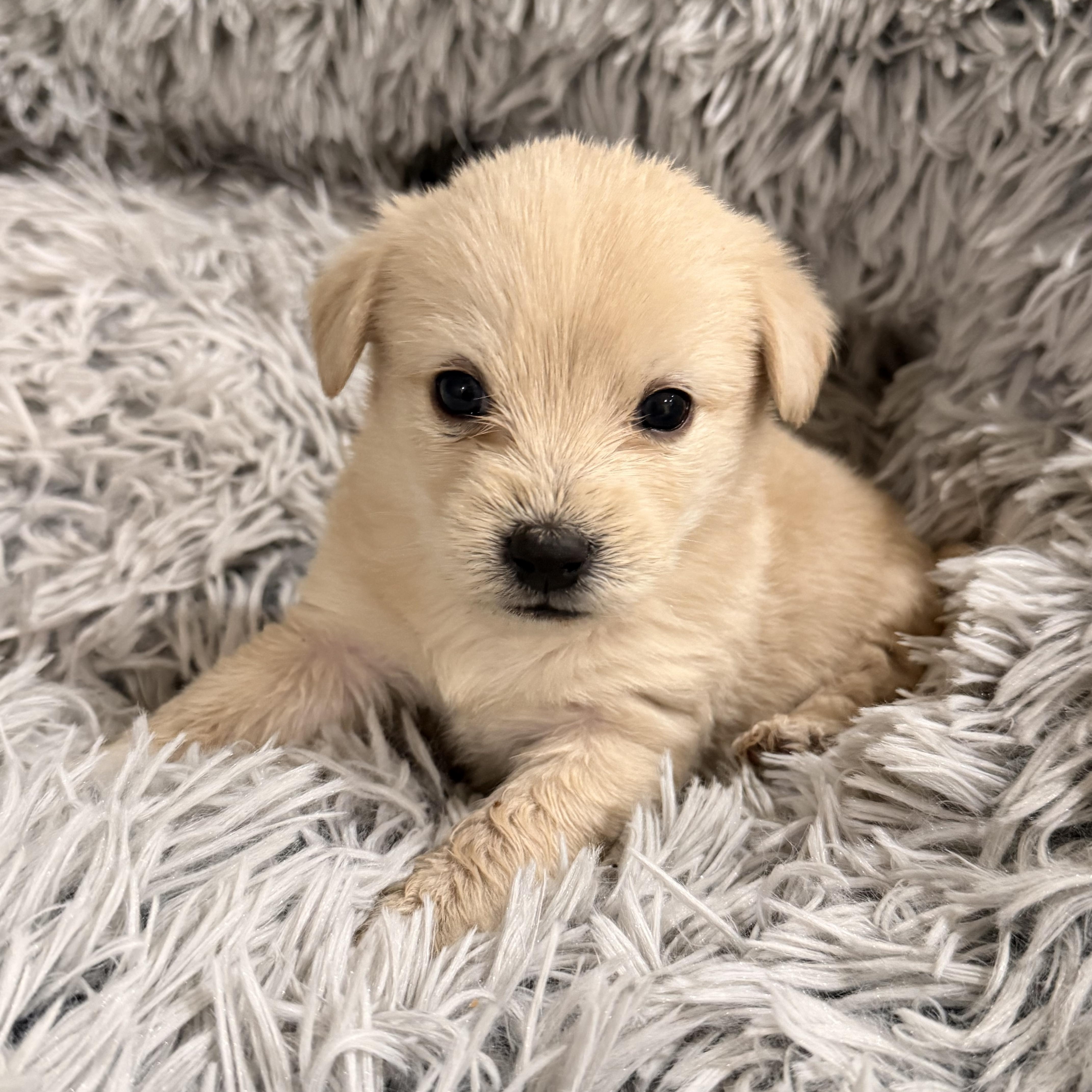 Sadie, ADOPTABLE, Puppy Female Terrier.