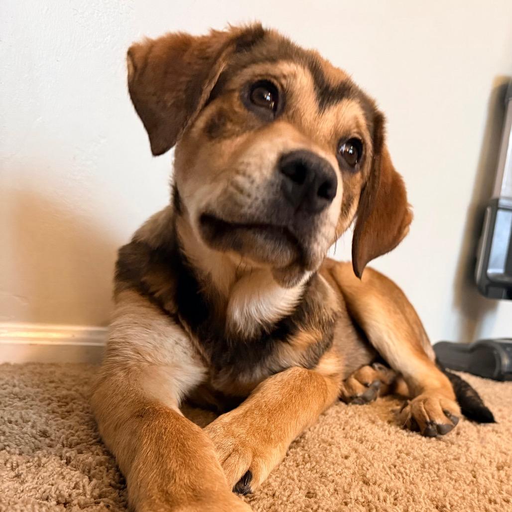 Billie, Adoptable, Puppy Female Mixed Breed.