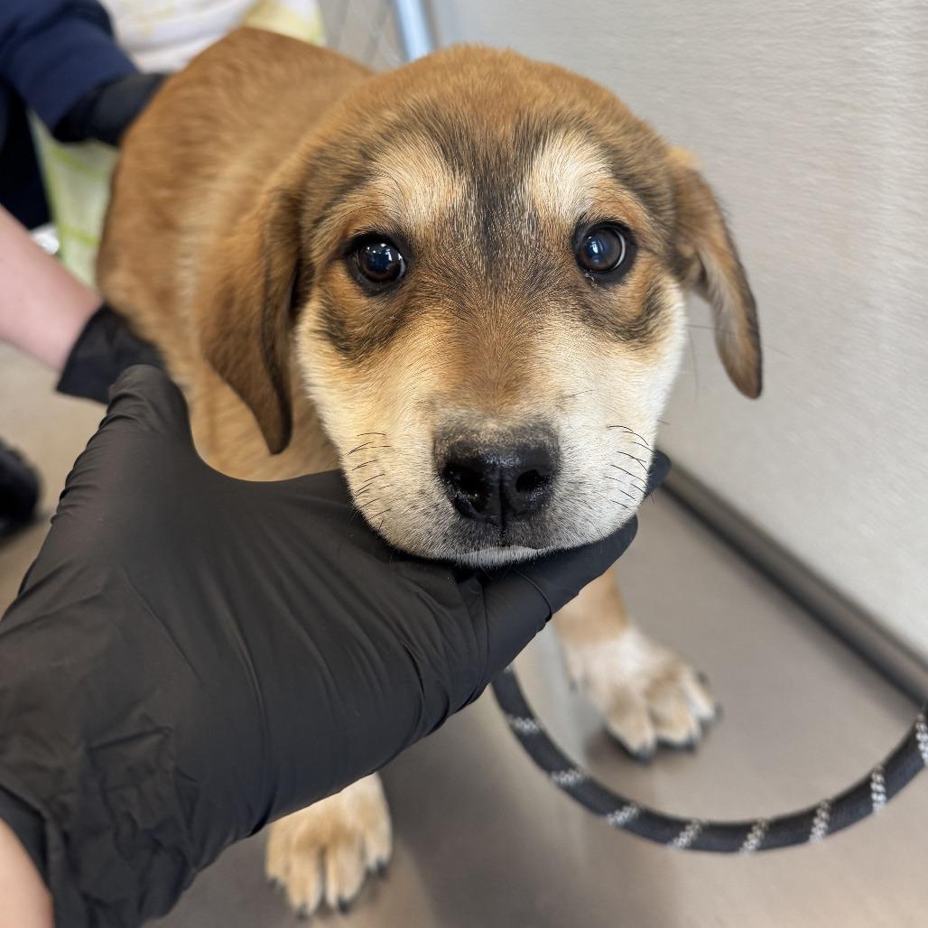 Enlarge Billie, a Adoptable Mixed Breed in Boulder, CO image 2/6