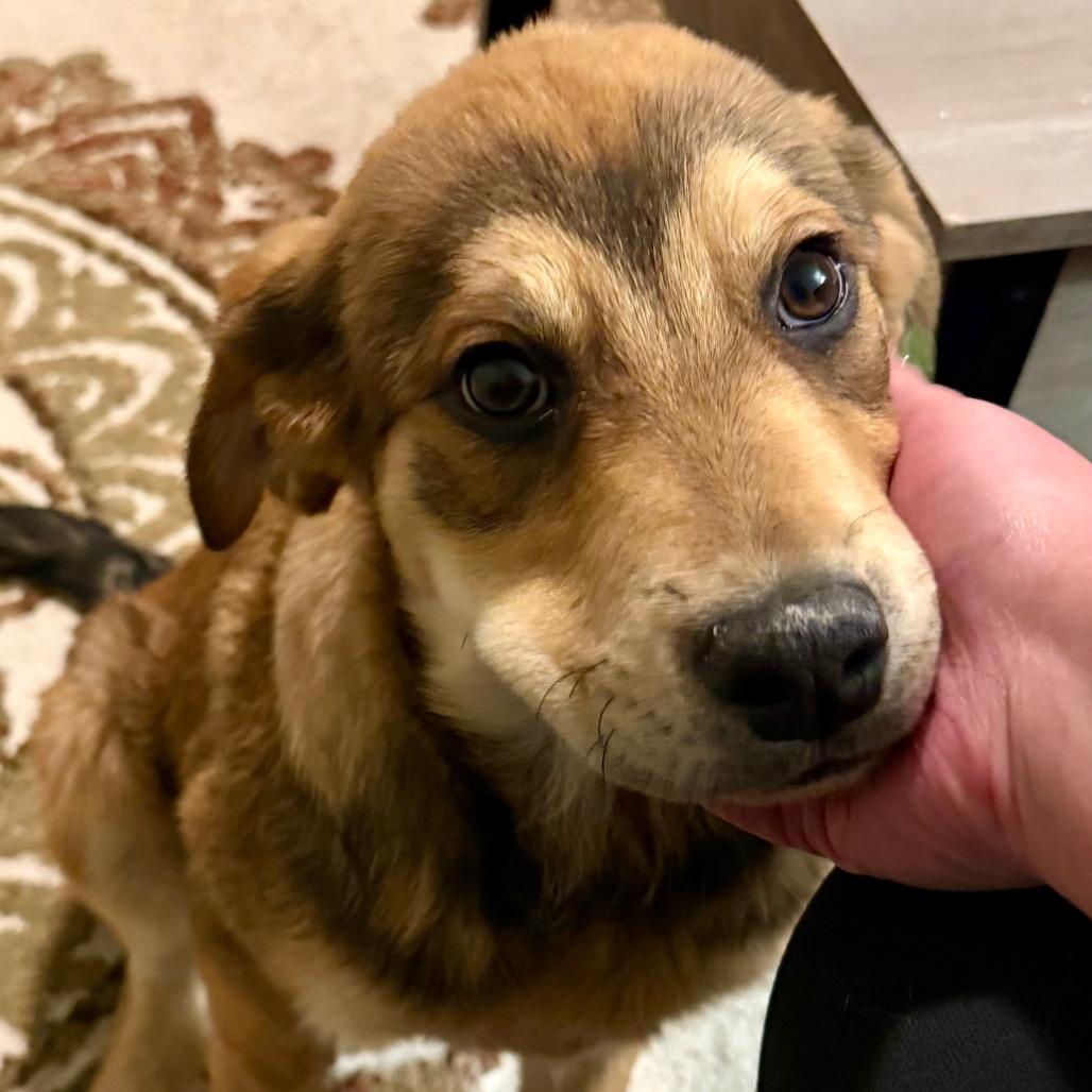 Enlarge Billie, a Adoptable Mixed Breed in Boulder, CO image 3/6