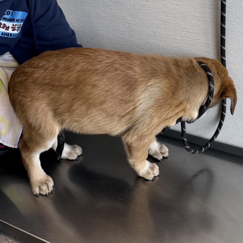 Enlarge Billie, a Adoptable Mixed Breed in Boulder, CO image 4/6