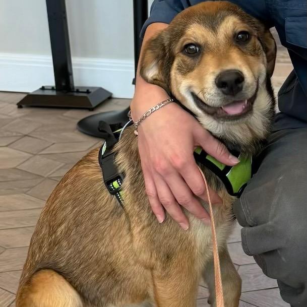 Enlarge Billie, a Adoptable Mixed Breed in Boulder, CO image 5/6