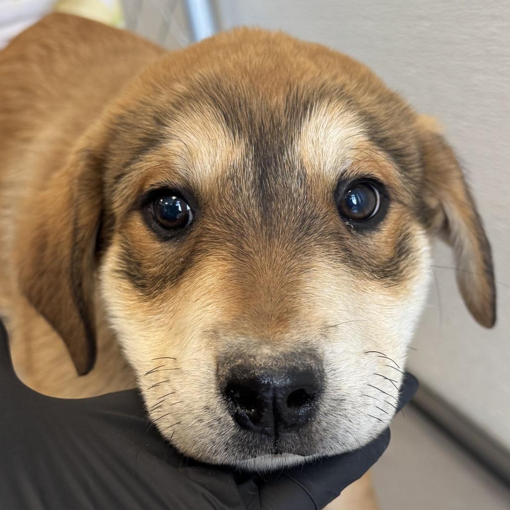 Enlarge Billie, a Adoptable Mixed Breed in Boulder, CO image 6/6