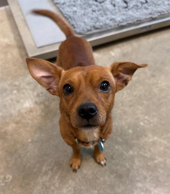 TIM TAM, Adoptable, Adult Male Chihuahua & Mixed Breed.