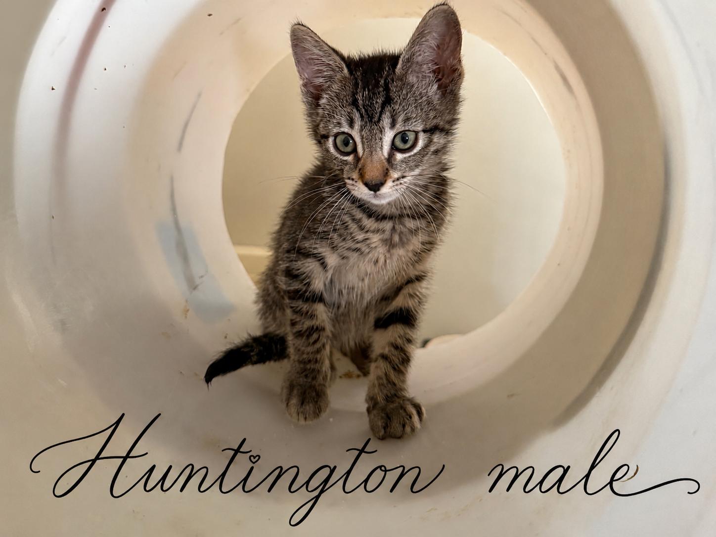 HUNTINGTON (AT PETSMART NORTHWEST RENO MAE ANNE), adopted, Young Male Domestic Short Hair.