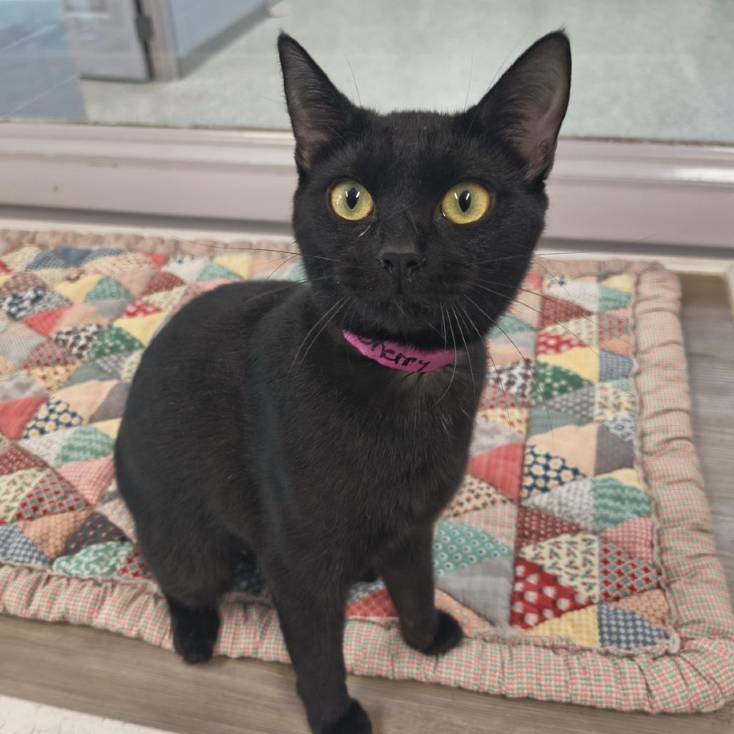 Enlarge Cherry, a Adoptable Domestic Short Hair in Knoxville, TN image 1/1