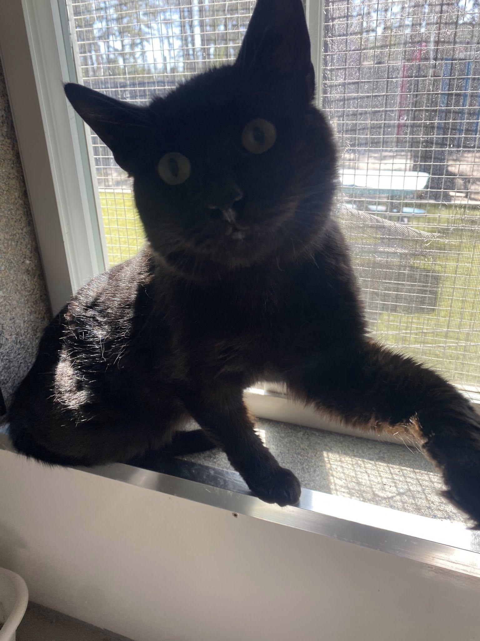 Bobby, an adoptable Domestic Short Hair in Cranbrook, BC, V1C 6P3 | Photo Image 2