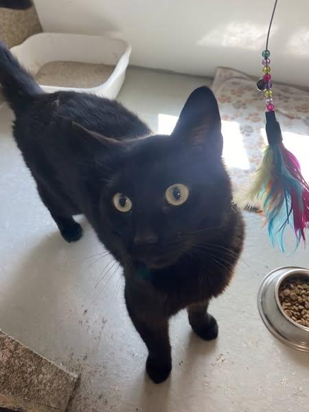 Bobby, an adoptable Domestic Short Hair in Cranbrook, BC, V1C 6P3 | Photo Image 1