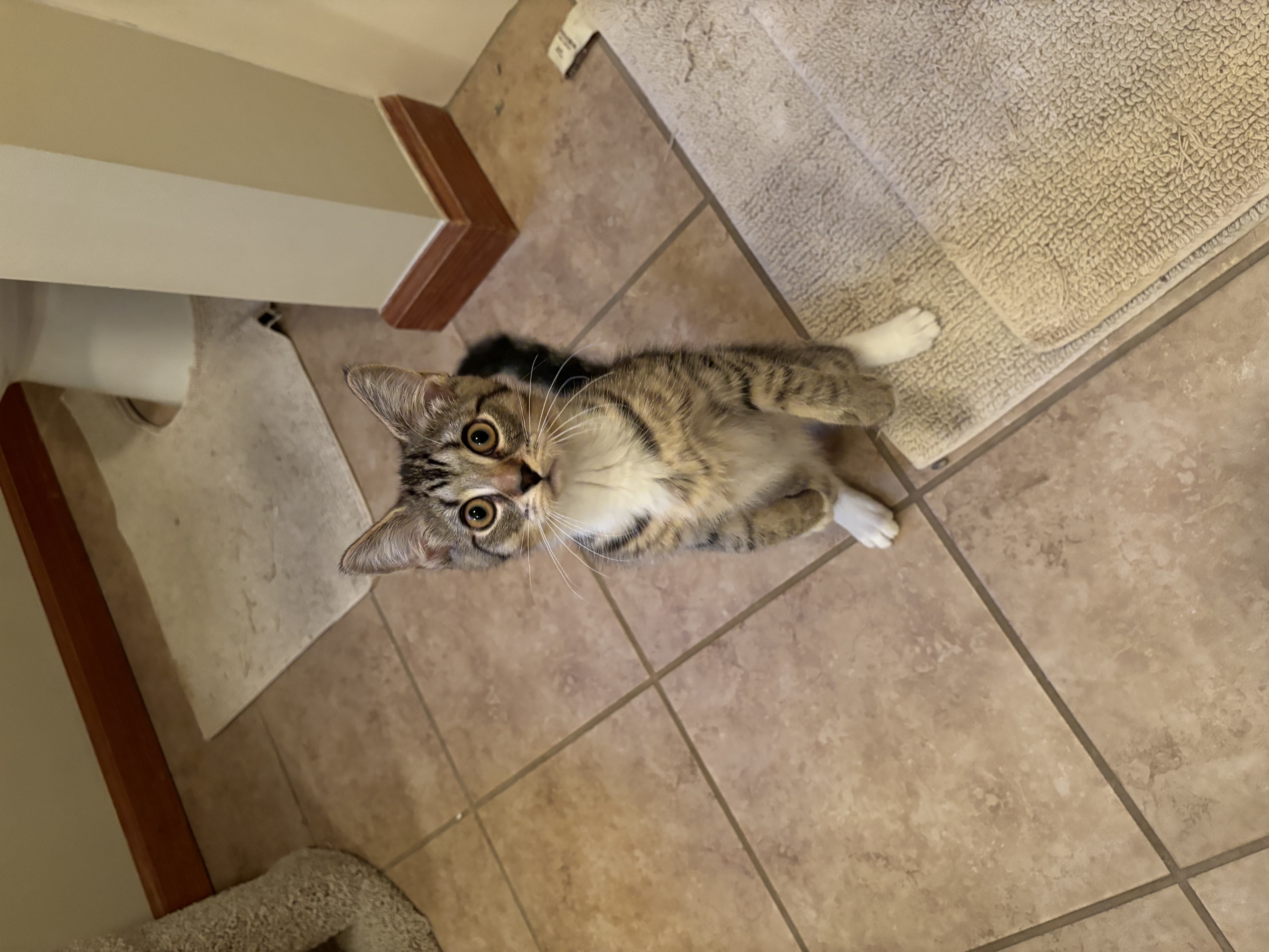 Suki, a Adoptable Domestic Short Hair in Plainville, CT image 5/6