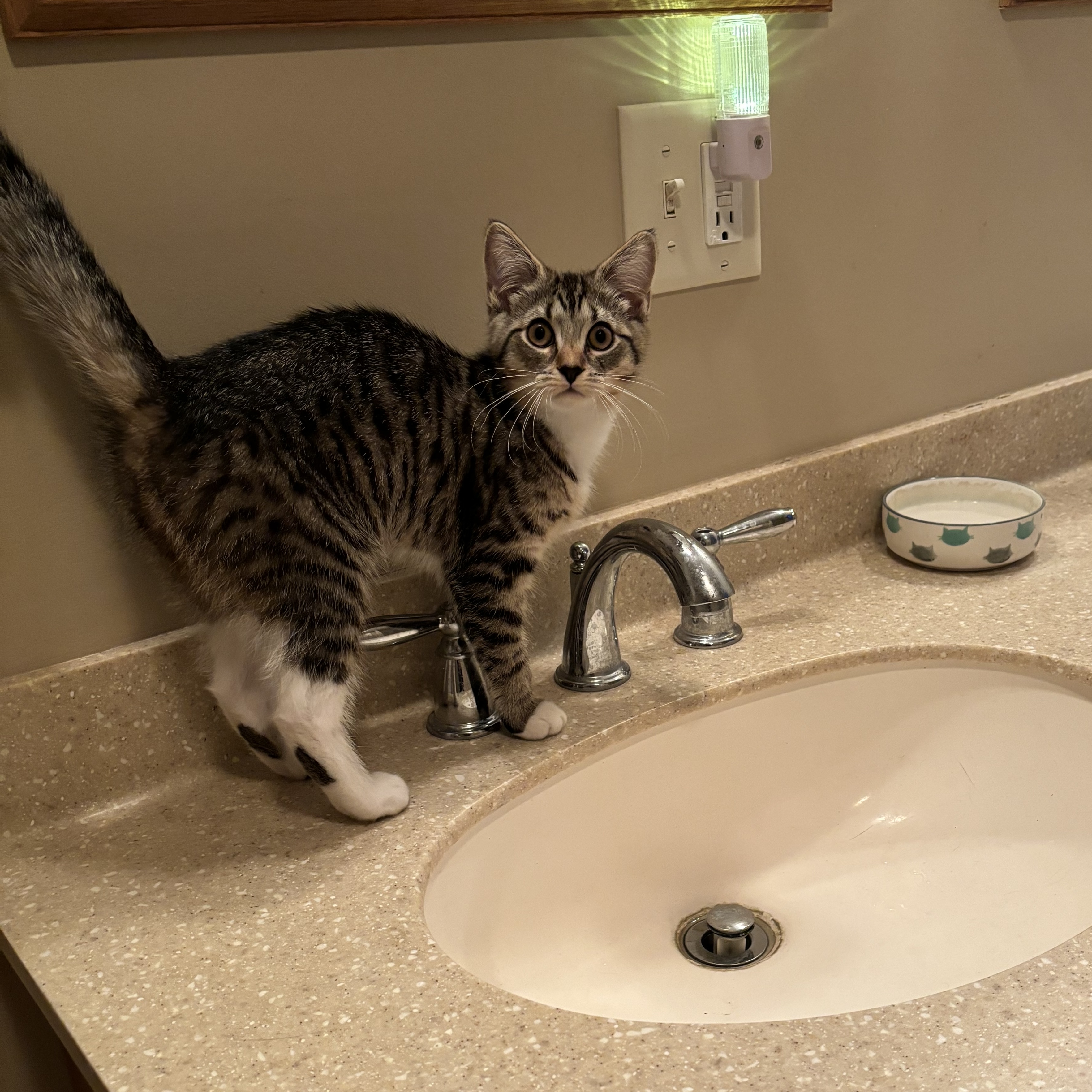 Suki, a Adoptable Domestic Short Hair in Plainville, CT image 2/6