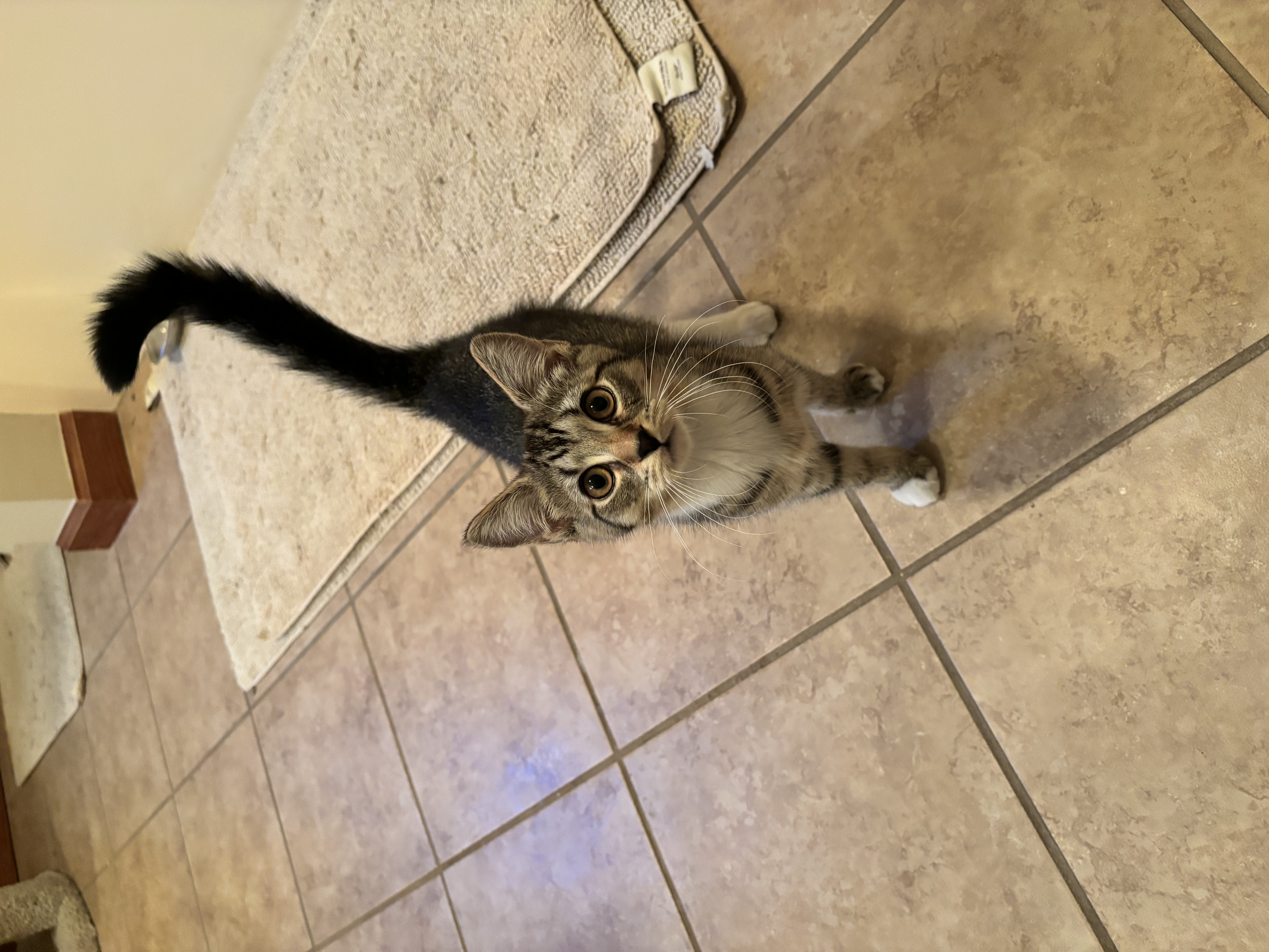 Suki, a Adoptable Domestic Short Hair in Plainville, CT image 4/6