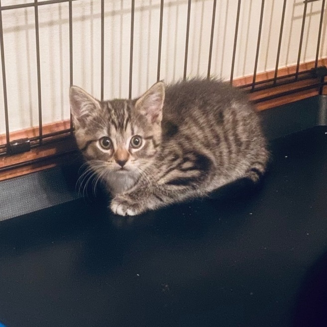 Suki, a Adoptable Domestic Short Hair in Plainville, CT image 6/6